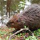 DarkBeaver's Avatar