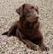 Ruff_neck's Avatar