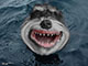 Sharkdog's Avatar